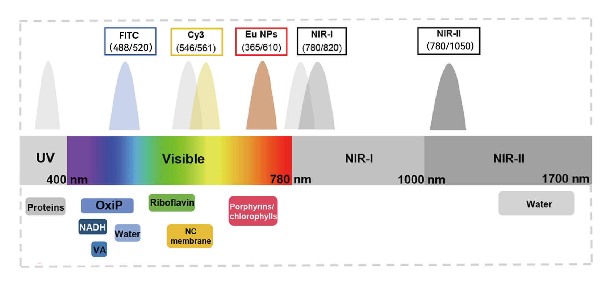 NIR-II 对比传统荧光原理图